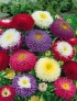 Астра Помпонная, смесь