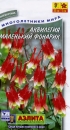 Аквилегия Маленький Фонарик