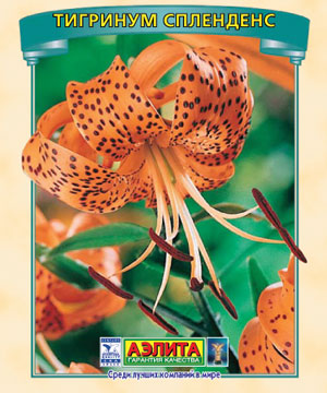 lilium-tigr-splenders.jpg