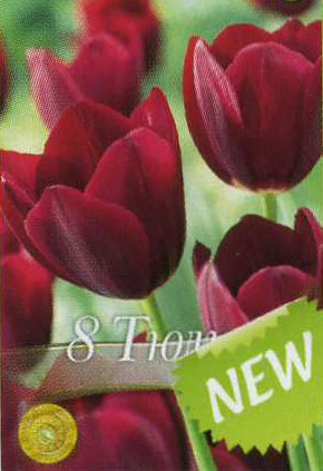 Тюльпаны в доме Tulip-National-Velvet