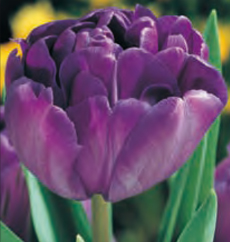 Тюльпаны в доме Tulip-blue-diamound