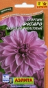 Георгин Фигаро махровый фиолетовый
