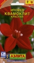 Ипомея Квамоклит, красная