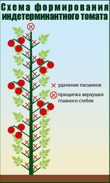 Что означает слово детерминантный. Пасынкуем индетерминантные томаты. Томат детерминантный и индетерминантный. Пасынкование индетерминантных томатов. Схема формирования индетерминантных томатов в теплице.