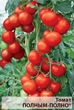 Полным полно томат описание сорта отзывы. Сорт помидор полным полно. Помидоры полным полно фото. Томат полным-полно 0,2 г.