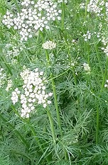 ���� ������� ��� �������