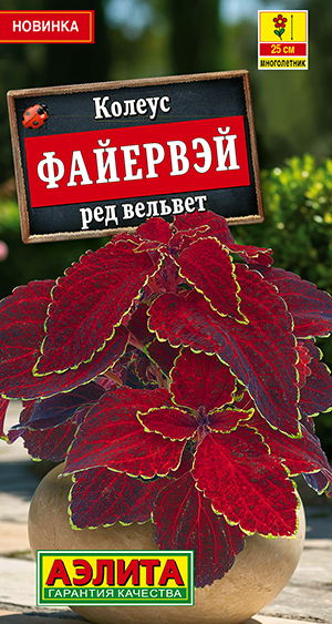 Колеус Файервэй ред вельвет Колеус Файервэй ред вельвет