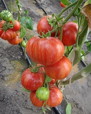 Томат Хамелеон Томат Хамелеон