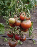 Томат Микадо черный Томат Микадо черный