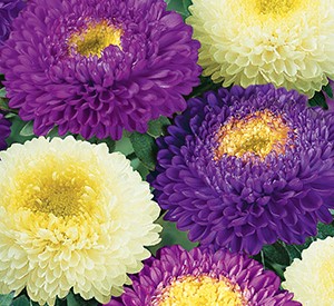 ����� ��������� ���������, ����������� ����� ������ (���������-�����)