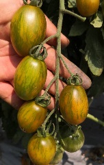 Томат Бредс Атомик грейп зеленый Томат Бредс Атомик грейп зеленый