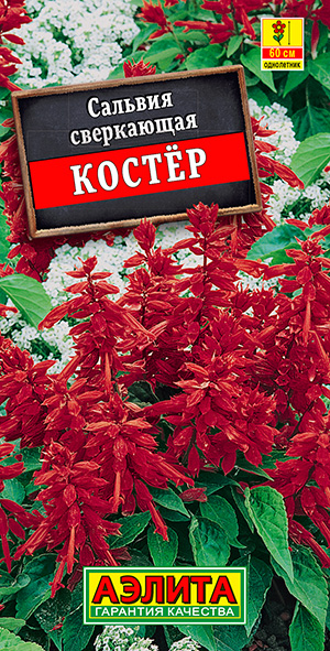 Сальвия Костер Сальвия Костер
