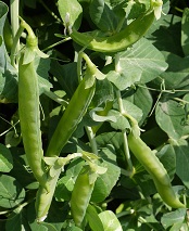 Горох овощной Сахарный 2 Горох овощной Сахарный 2