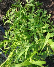 Кресс салат Курлед Кресс салат Курлед