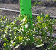 Кресс-салат Забава Кресс-салат Забава