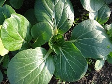 Капуста китайская Четыре сезона Капуста китайская Четыре сезона