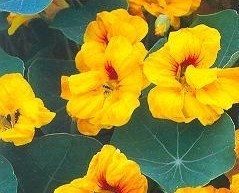 Настурция вьющаяся Глем гибридная махровая и полумахровая золотистая Настурция вьющаяся Глем гибридная махровая и полумахровая золотистая