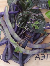 Фасоль вьющаяся Блюхильда Фасоль вьющаяся Блюхильда