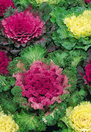 ������� ������������ ��������, ����� ������