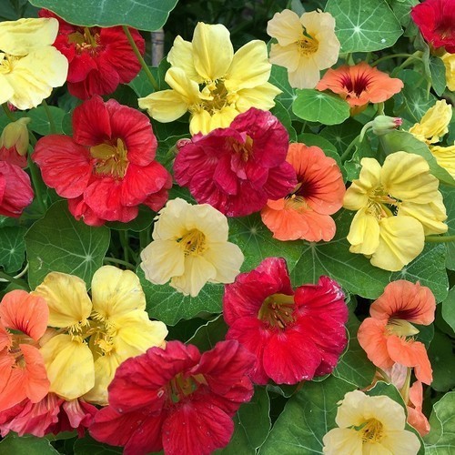 ��������� ���������� ������������ ������, ����� ������