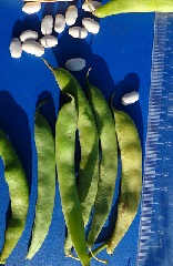 Фасоль овощная Московская белая зеленостручная 556 Фасоль овощная Московская белая зеленостручная 556