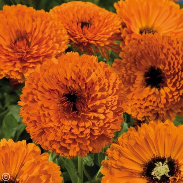 ��������� ������� � ������ ������� ��������