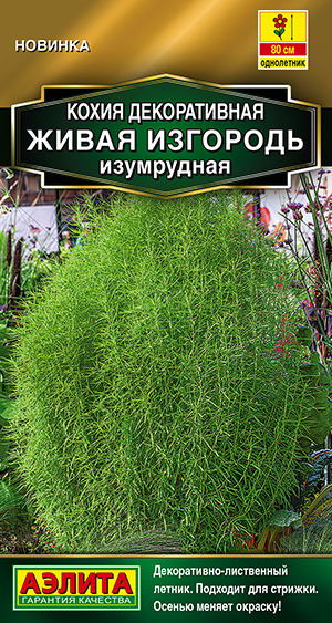 Кохия Живая изгородь изумрудная Кохия Живая изгородь изумрудная