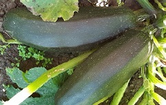 Кабачок цуккини Цыганенок Кабачок цуккини Цыганенок