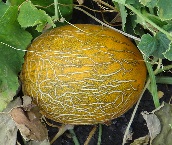 Дыня Ранняя 133 Дыня Ранняя 133