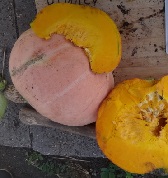 Тыква крупноплодная Розовый этамп Тыква крупноплодная Розовый этамп