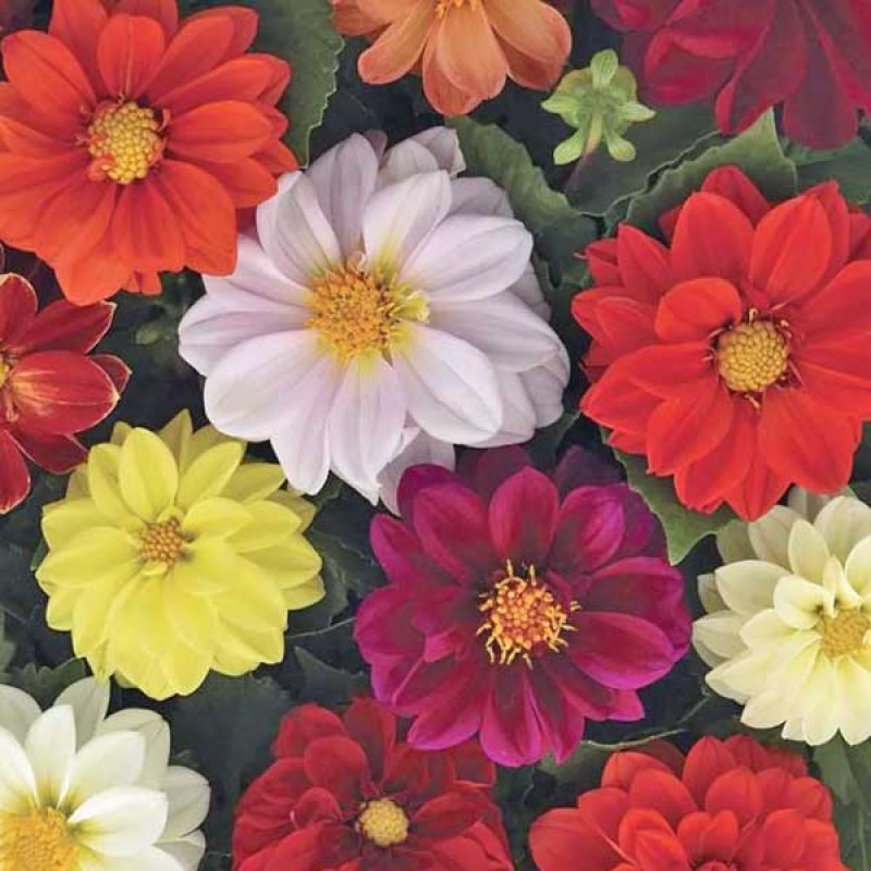 Георгина изменчивая Кровавая мери карликовая бронзоволистная, смесь сортов Георгина изменчивая Кровавая мери карликовая бронзоволистная, смесь сортов