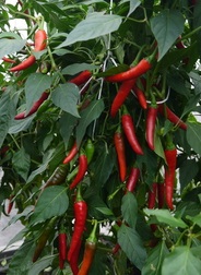 Перец острый Индийский слон Перец острый Индийский слон