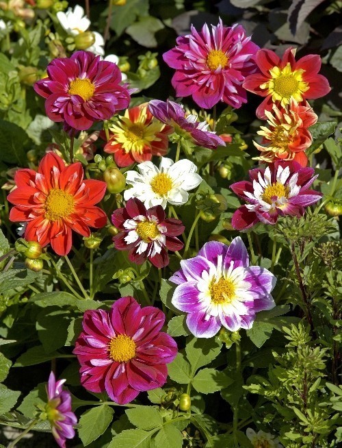 �������� ���������� ������������� �����, ����� ������