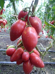 Томат Десперадо Томат Десперадо