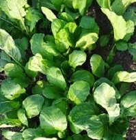 Капуста Комацуна грин Капуста Комацуна грин