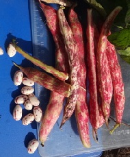 Фасоль овощная Фламинго Фасоль овощная Фламинго