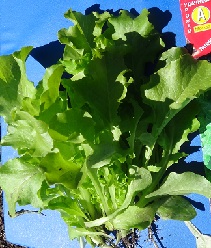 Салат Эврика листовой Салат Эврика листовой