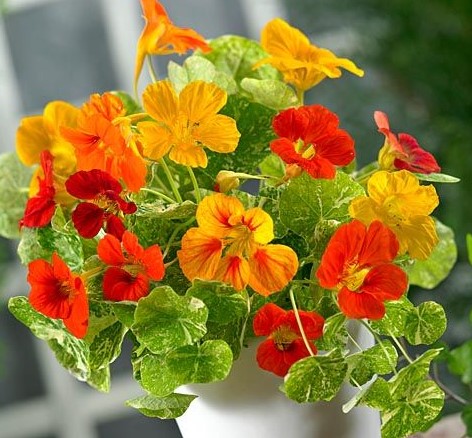 ��������� ���������� ������ ���������� (��������� ������), ����� ������