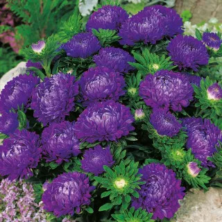 ����� ��������� ������ �������