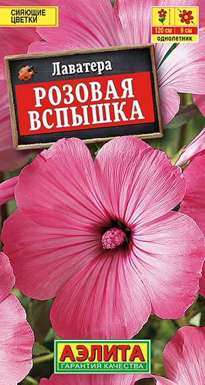 Лаватера Розовая вспышка Лаватера Розовая вспышка