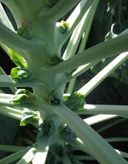 Капуста брюссельская Геркулес Капуста брюссельская Геркулес