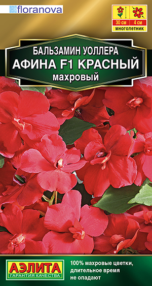 Бальзамин Афина F1 красный махровый Бальзамин Афина F1 красный махровый