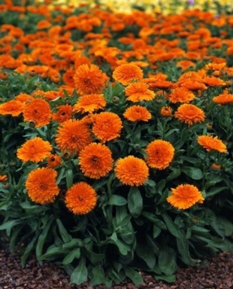 ��������� �������� ����� ���������� ��������