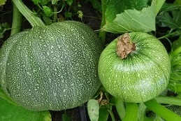 Кабачок цуккини Фиори фритти Кабачок цуккини Фиори фритти