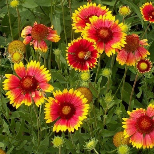 ��������� �������� ������ ����������