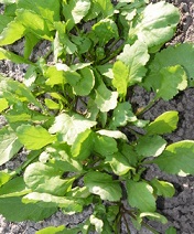 Кресс-салат Исполин Кресс-салат Исполин