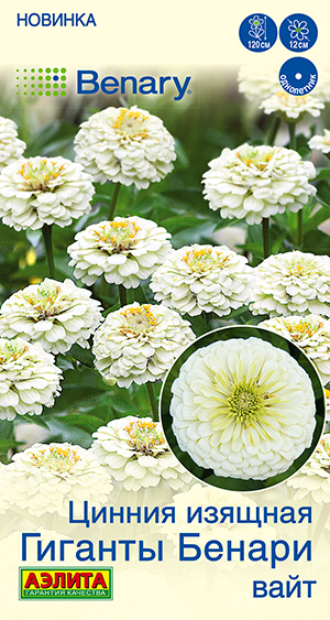 Цинния Гиганты Бенари вайт Цинния Гиганты Бенари вайт