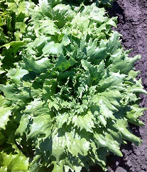 Салат Хрустальный Салат Хрустальный