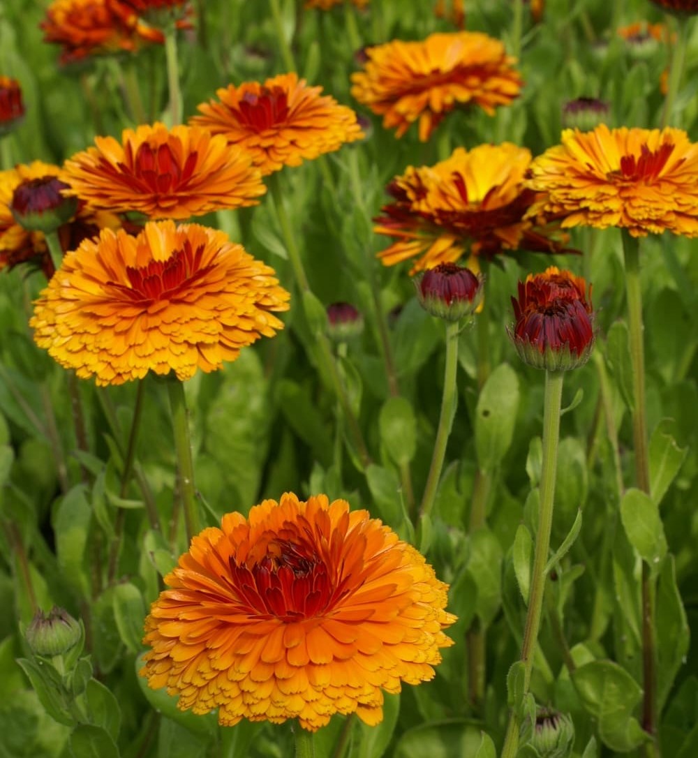 Календула Индийский принц махровая Календула Индийский принц махровая