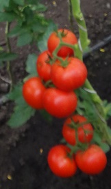 Томат Блеск F1 Томат Блеск F1